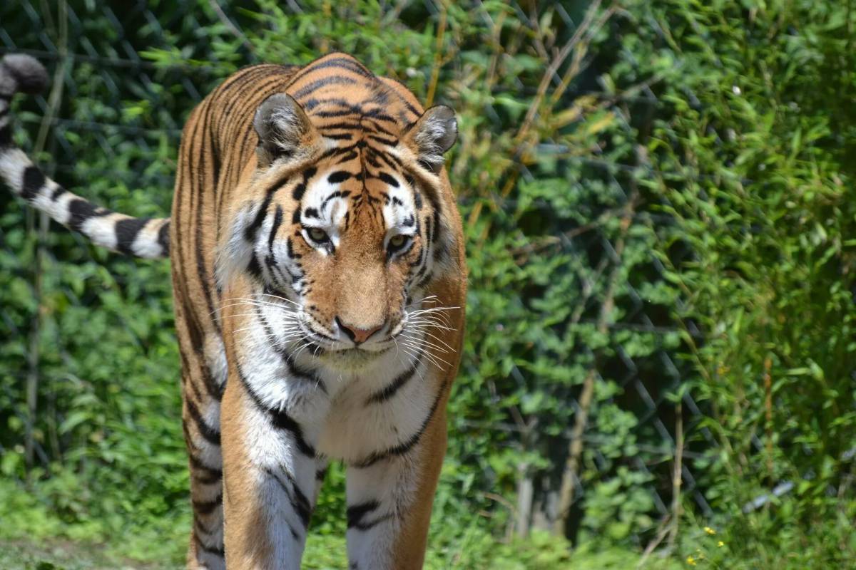 Тигр бенгальский #32