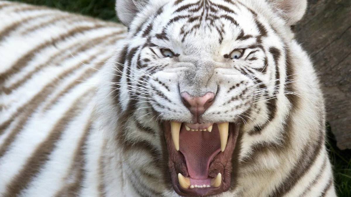 Тигр бенгальский #33