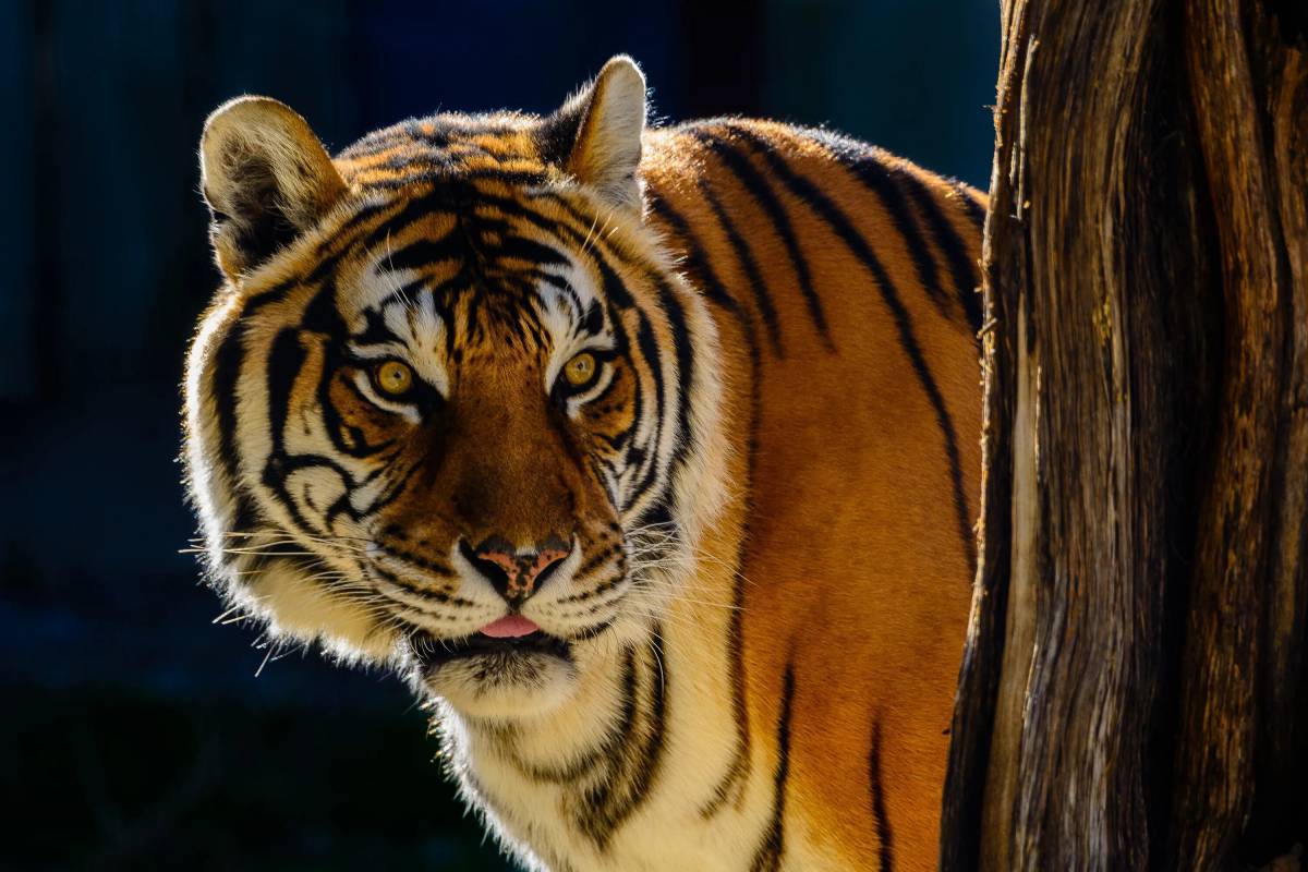 Тигр бенгальский #34