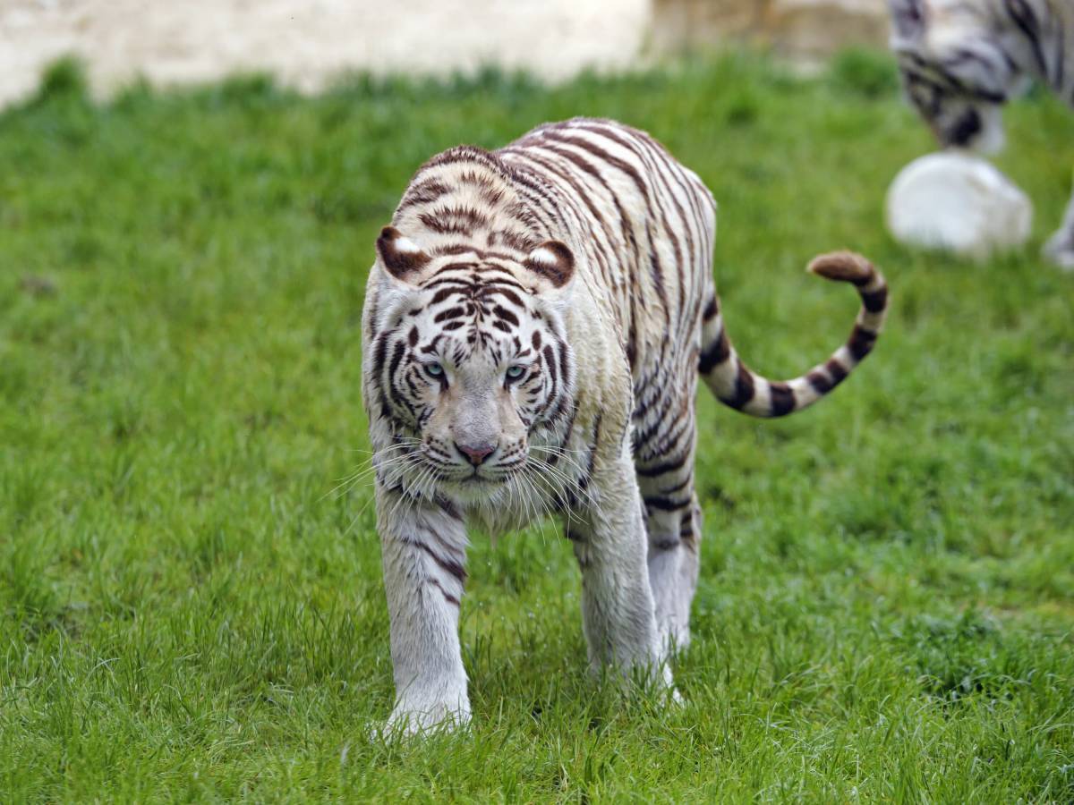 Тигр бенгальский #37