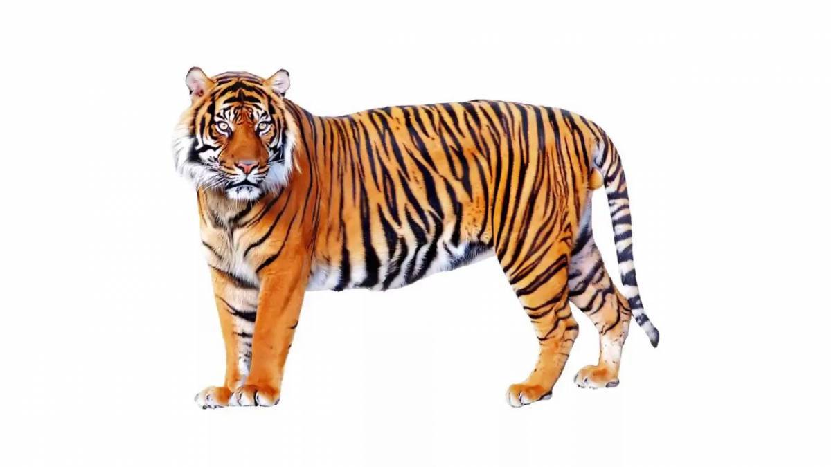 Тигр для малышей #16