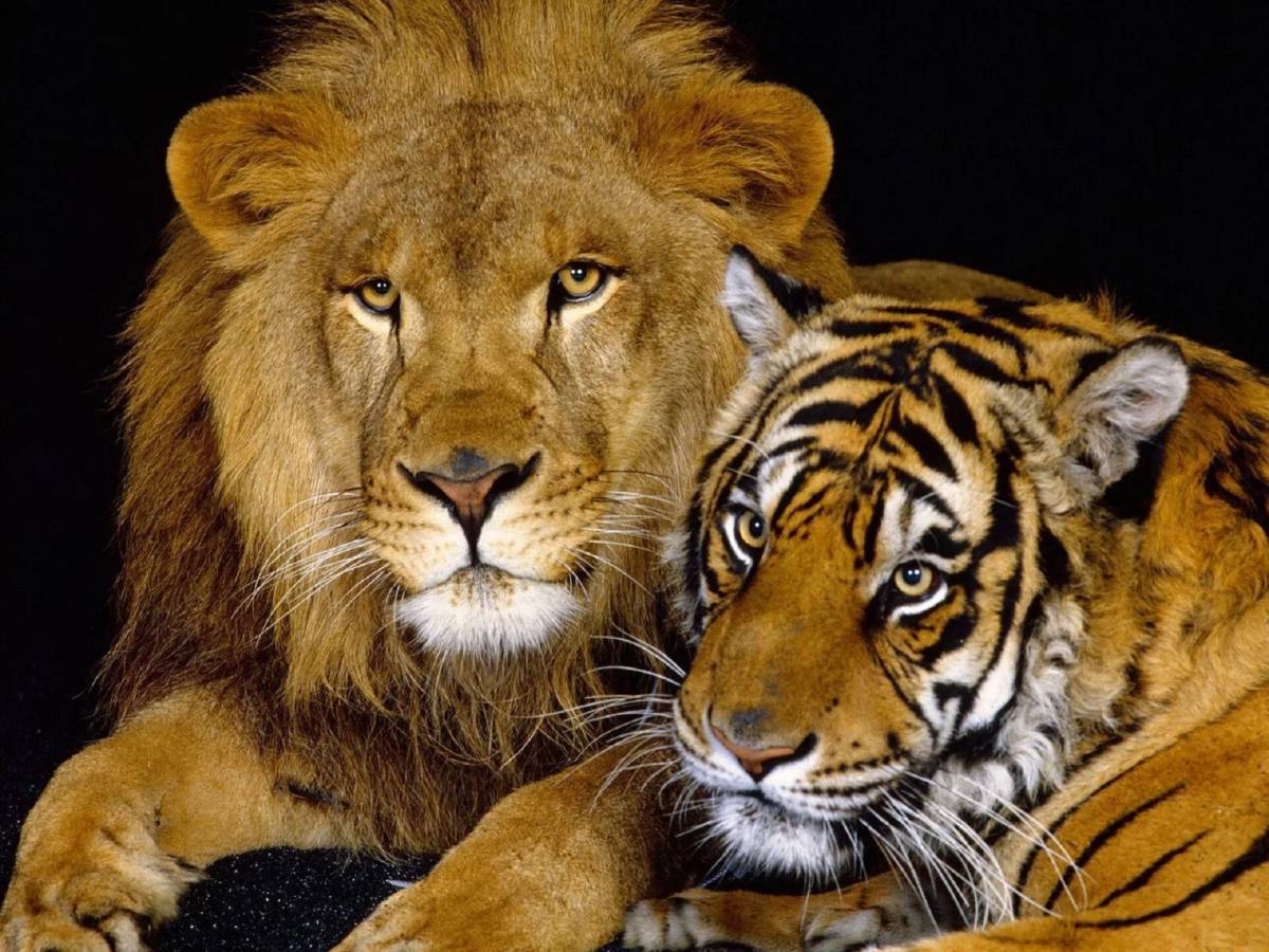 Тигр и лев #1