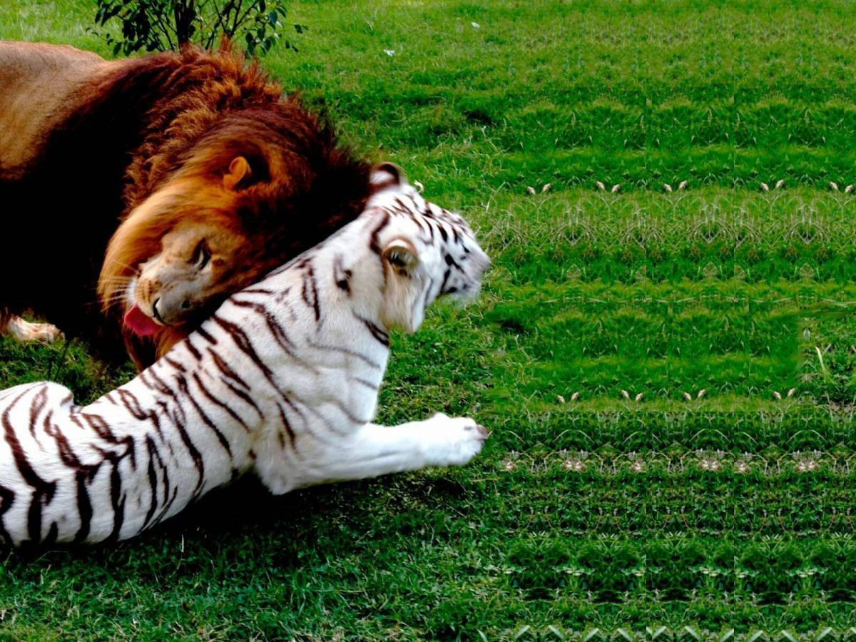 Тигр и лев #5