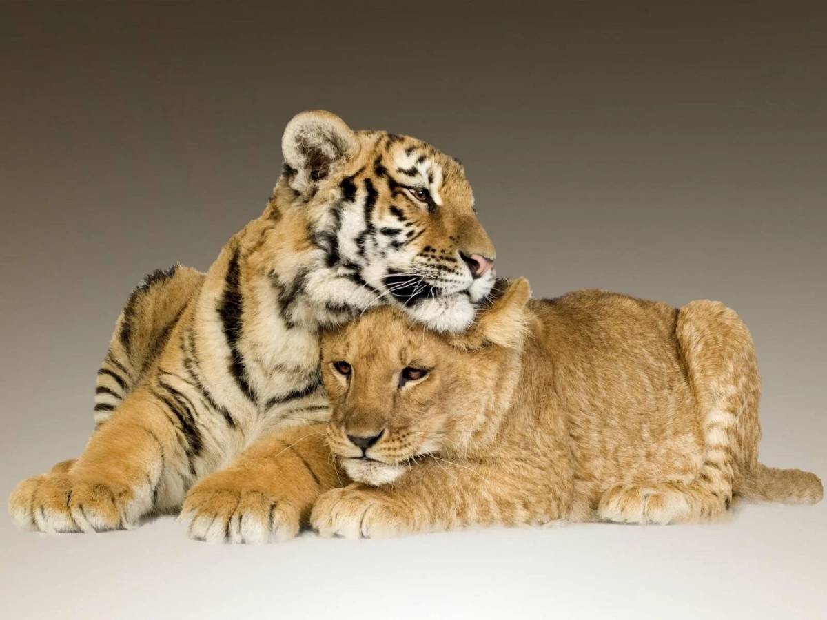 Тигр и лев #13