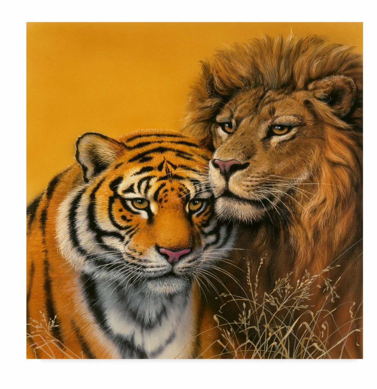 Тигр и лев #33