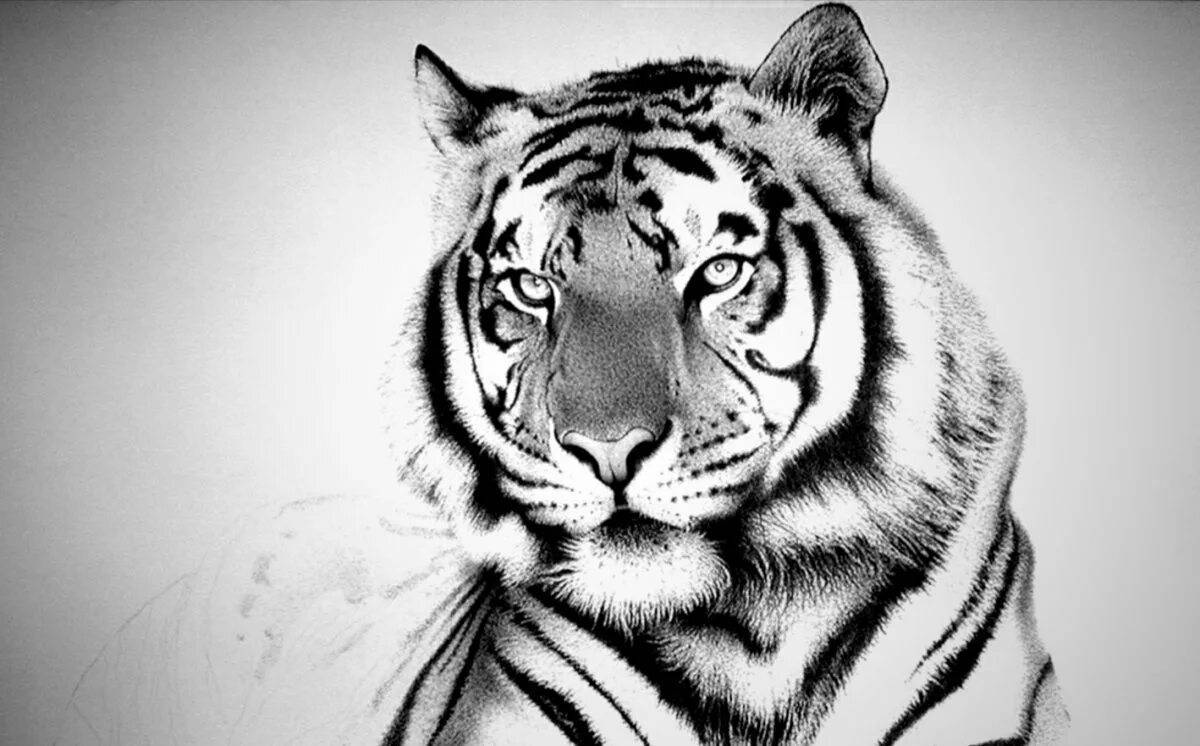 Тигр рисунок #14