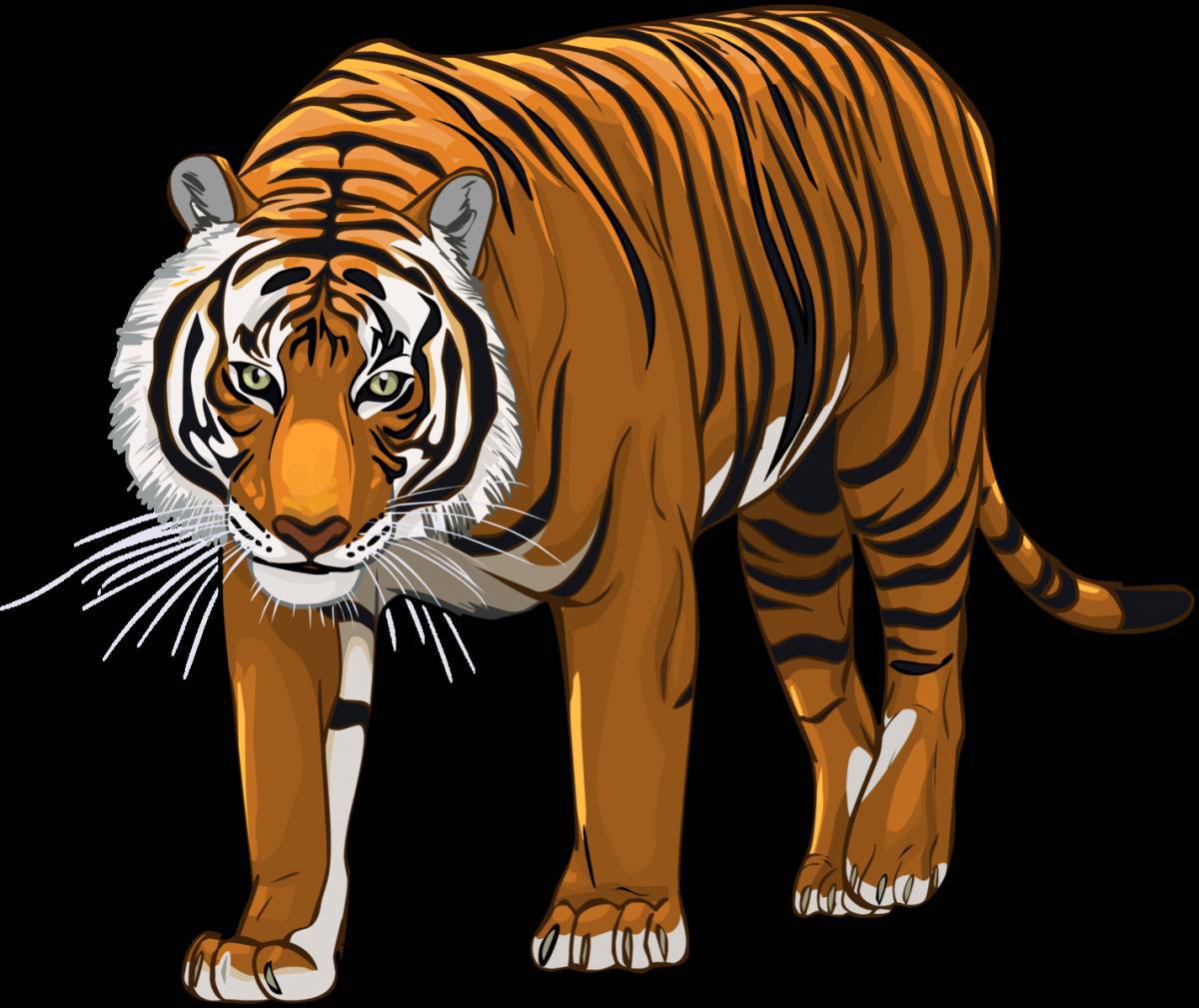 Тигр рисунок #34