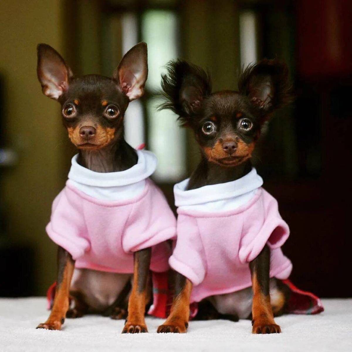 Королевский тойтерьер. Манчестерский терьер. Английский гладкошерстный терьер. Что такое терь. Русский той терьер гладкошерстный.