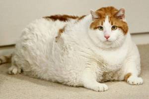 Раскраска толстый котик #1 #526047