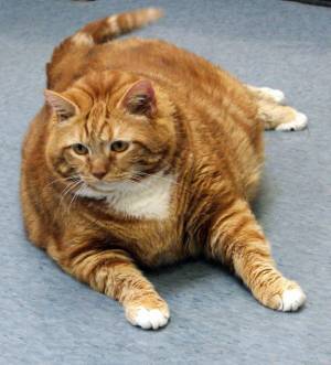 Раскраска толстый котик #9 #526055