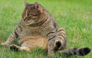Раскраска толстый котик #11 #526057
