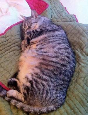 Раскраска толстый котик #16 #526062