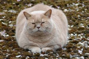 Раскраска толстый котик #17 #526063