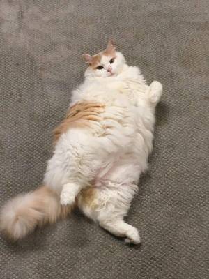Раскраска толстый котик #20 #526066