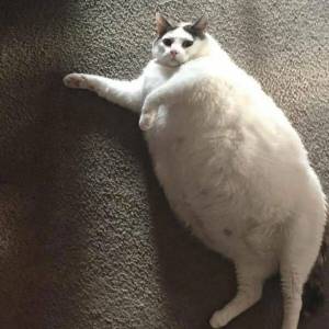 Раскраска толстый котик #26 #526072