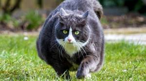 Раскраска толстый котик #29 #526075