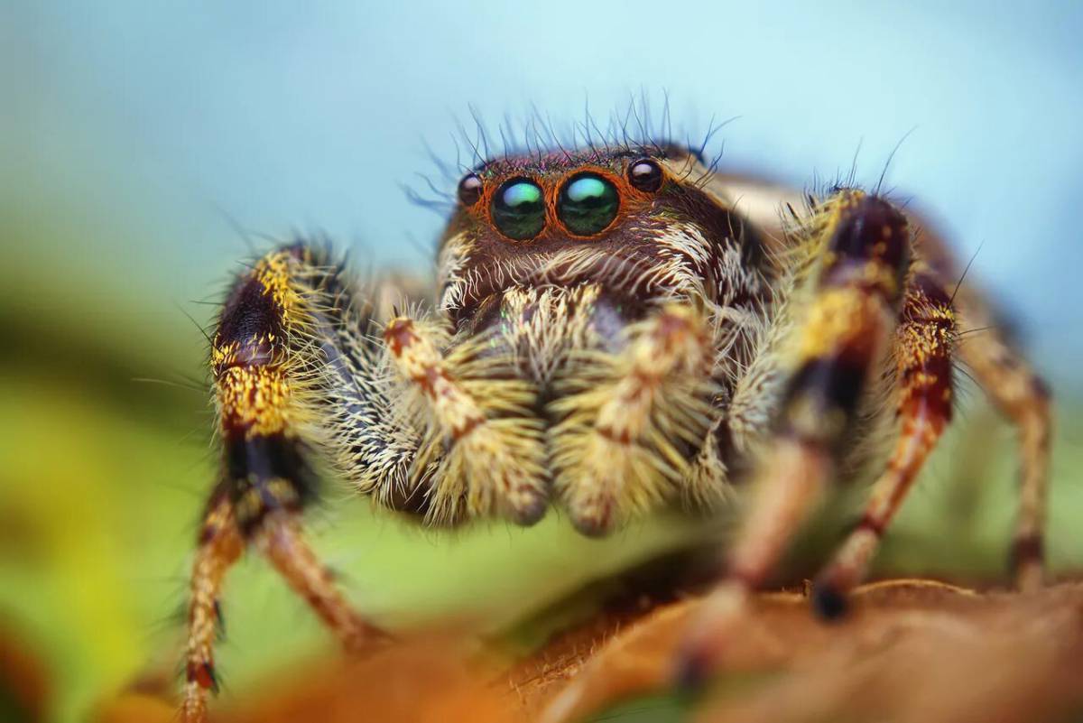фото томаса паука