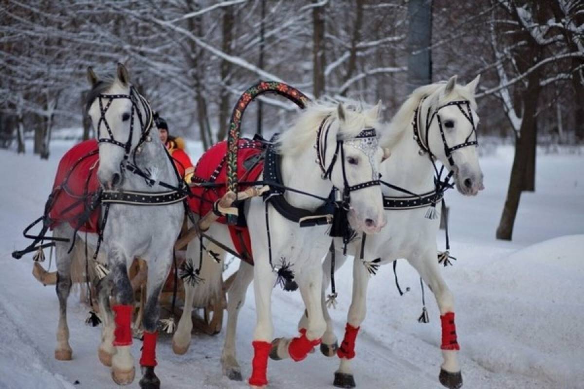 Тройка запряженных лошадей