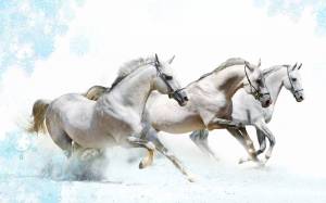 Раскраска три белых коня #1 #528918