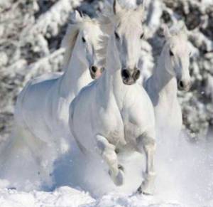 Раскраска три белых коня #6 #528923