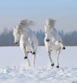 Раскраска три белых коня #10 #528927
