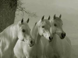 Раскраска три белых коня #14 #528931