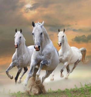 Раскраска три белых коня #24 #528941