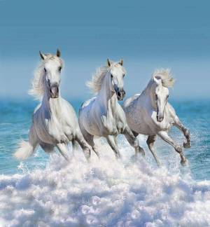 Раскраска три белых коня #34 #528951