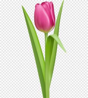 Раскраска тюльпан для детей #5 #531321