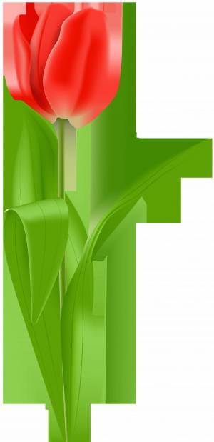 Раскраска тюльпан для детей #17 #531333