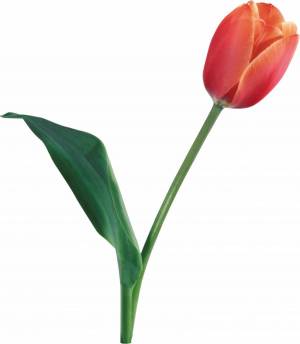 Раскраска тюльпан для детей #18 #531334