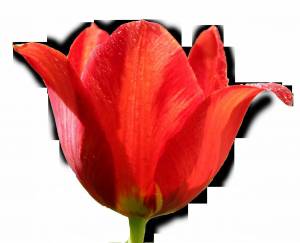 Раскраска тюльпан для детей #19 #531335