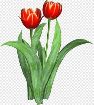 Раскраска тюльпан для детей #23 #531339