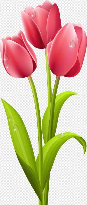 Раскраска тюльпан для детей #27 #531343