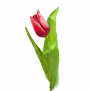 Раскраска тюльпан для детей #29 #531345