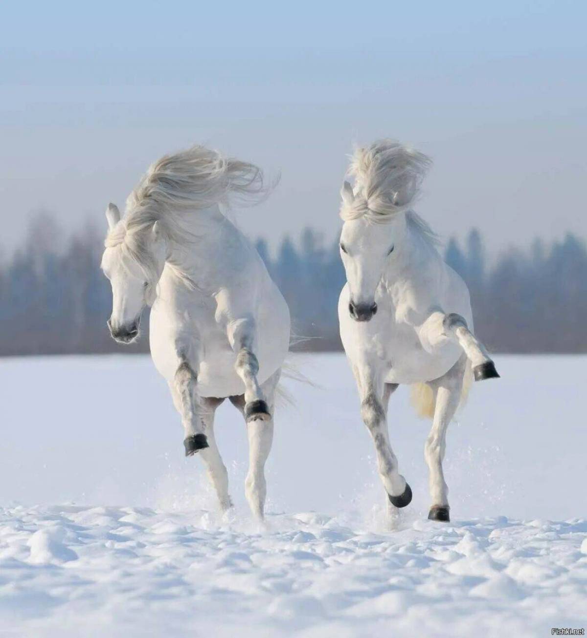 Три белых коня #10