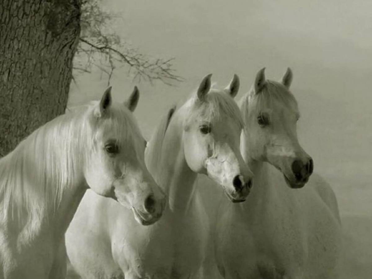 Три белых коня #14