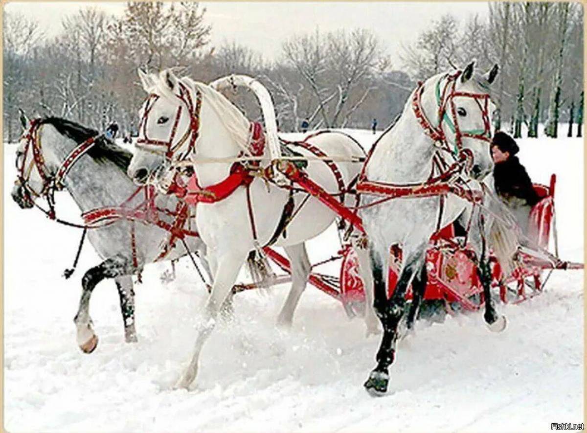 3 тройки лошадей. Тройка коней. Тройка лошадей зимой. Лошадь в упряжке. Тройка лошадей зима.