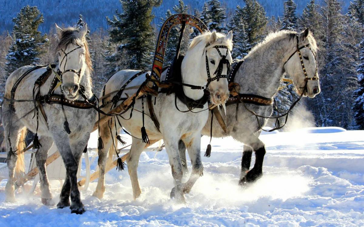 Три белых коня #37