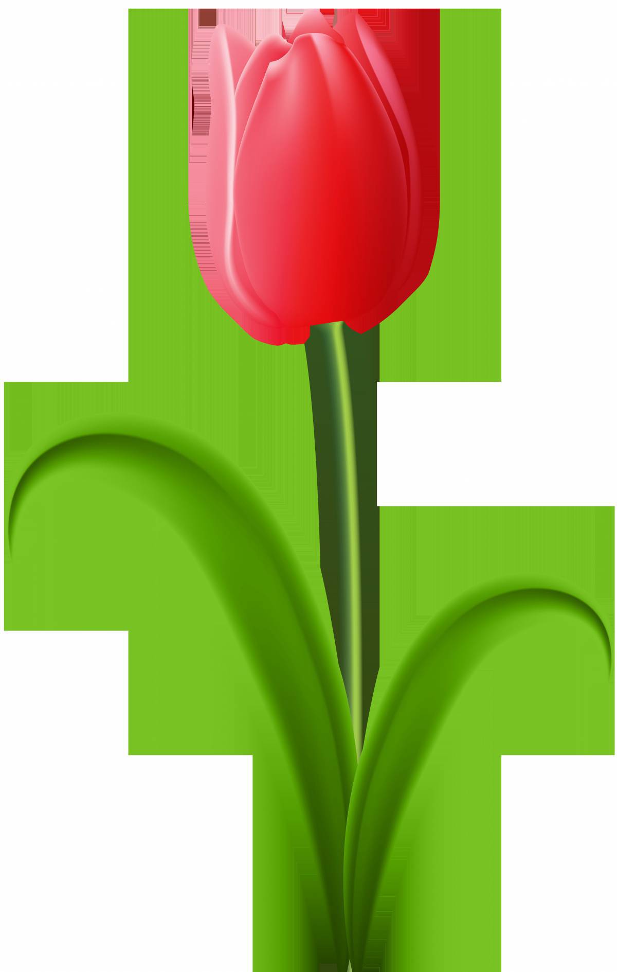 Тюльпан для детей #2