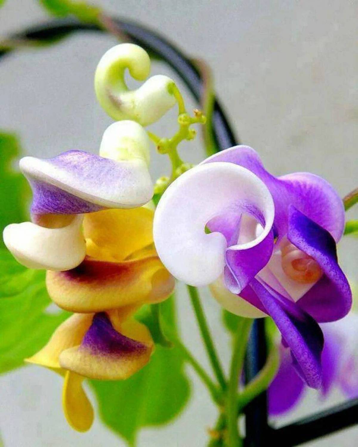Удивительные красивые растения. Вигна Каракалла. Фото цветы вигна Каракалла. Вигна Каракалла цветок улитка.
