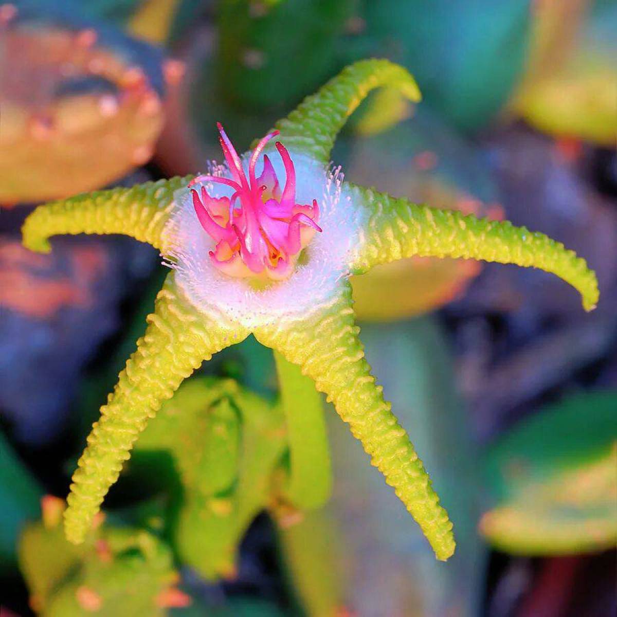 Stapelia flavopurpurea. Стапелия золотисто пурпурная. Stapelia flavopurpurea. Необычные цветы. Редкие цветы.