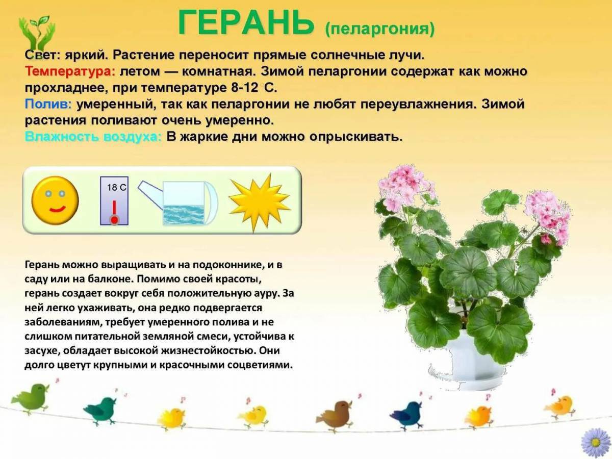 Мир комнатных растений старшая группа. Паспорт комнатных растений герань зональная. Паспорт комнатных растений в детском саду герань. Паспорт комнатных растений пеларгония. Паспорт растения герань пеларгония.