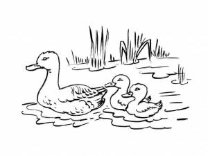 Раскраска утята и ребята #37 #535724