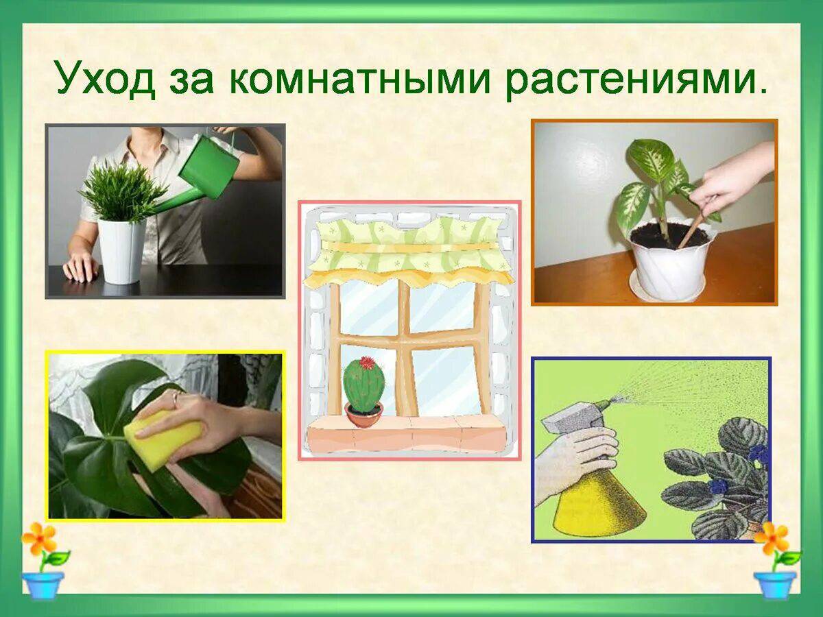 Уход за комнатными растениями #1