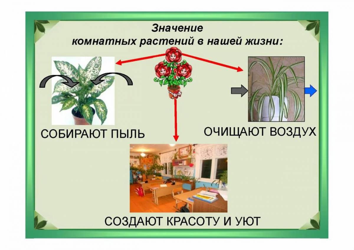 детские картинки комнатных растений