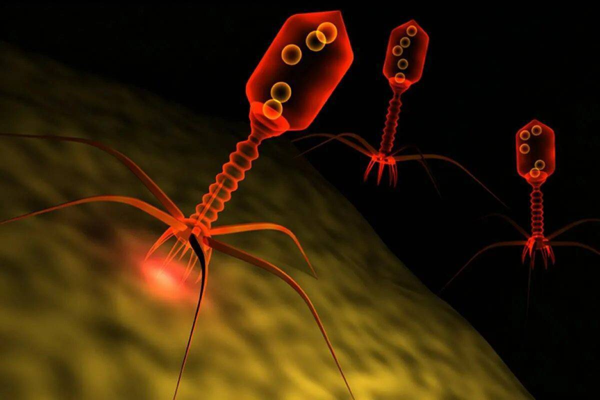 Бактериофагия. Бактериофаг и бактерия. Бактериофаг микрофотография. Вирус бактериофаг. Бактериофаг 3д.