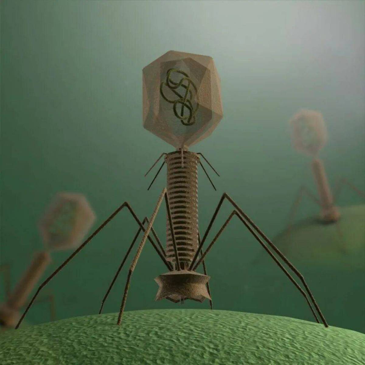Эта игра настоящий вирус. Бактериофаг т4. Бактериофаг т4 вирус. Т4 бактериофаг микроскоп. Модель вируса бактериофага.