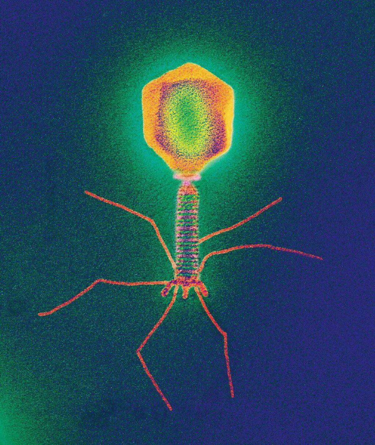 Земля без бактерий. Бактериофаг т4. Вируса фага т4. Т4 бактериофаг микроскоп. Бактериофаг т4 вирус.