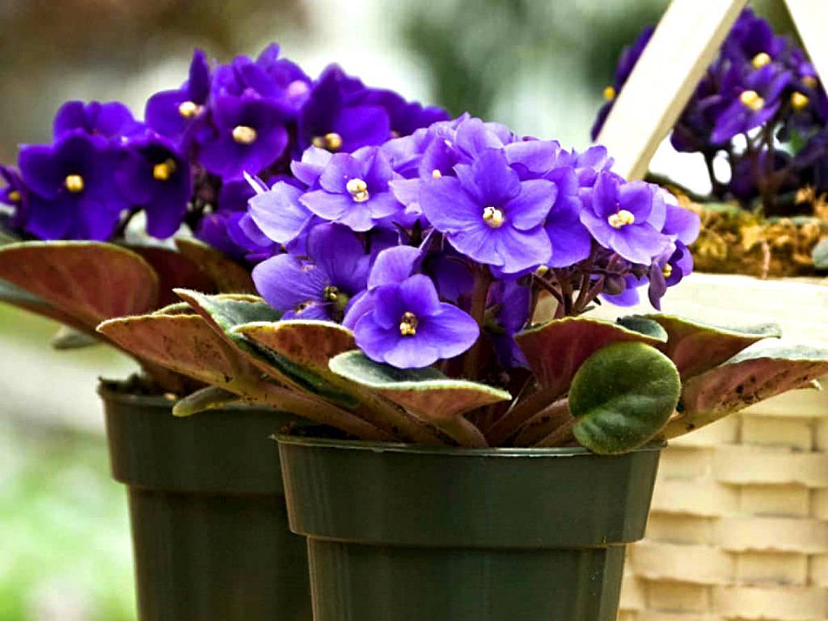 Фиалка saintpaulia. Фиалка комнатная в горшке. Фиалка комнатная в горшке. Узамбарская фиалка в горшке. Фиалка комнатная в горшке.
